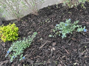 Landscaping by Patrick Stewart for Luli O. in Prosper, TX