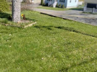 matt d.'s Lawn Mowing Service service result