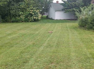 Tracy N.'s Lawn Care service result