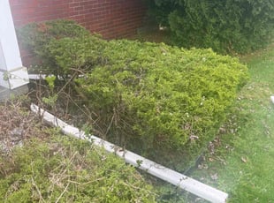 Bush Trimming by Gary Young for Mary L. in Eastpointe, MI