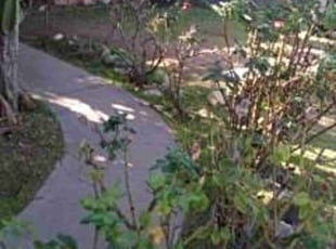Leaf Removal by Juan Hurtado for Jack B. in Altadena, CA