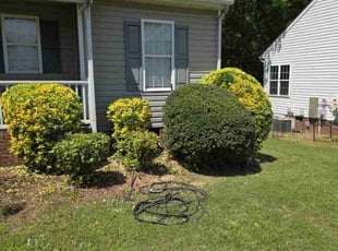 Bush Trimming by Miguel Morales for Wiley Y. in Clayton, NC