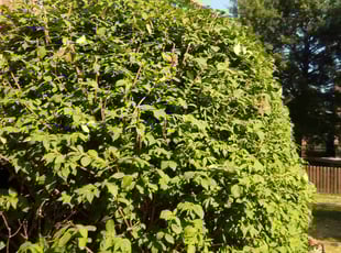 Bush Trimming by Laura Olivares for Teresa M. in Shawnee, KS