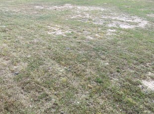 Leaf Removal by Jose Escobedo for Kimberly S. in San Antonio, TX