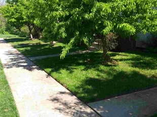 Michael C.'s Lawn Mowing service result