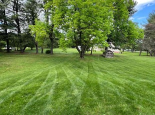 Yuri B.'s Lawn Maintenance service result