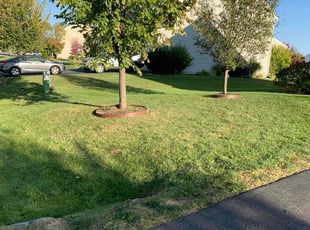 Remo R.'s Yard Cutting service result