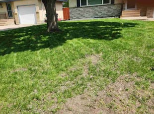 Leaf Removal by Christina Wallum for Matt S. in Columbia Heights, MN