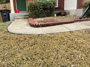 Bush Trimming by Juan Vazquez for Patsy D. in San Antonio, TX
