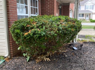 Bush Trimming by Blake Jordan for Mekisha C. in Indianapolis, IN
