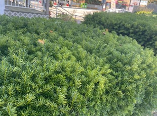 Bush Trimming by Steve Valverde for Sandy M. in Woonsocket, RI
