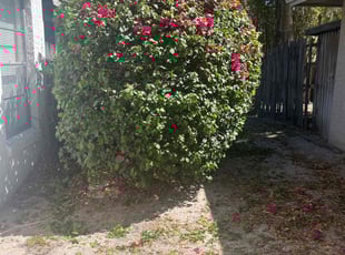 Bush Trimming by Josue Nunez for Alicia C. in Casselberry, FL