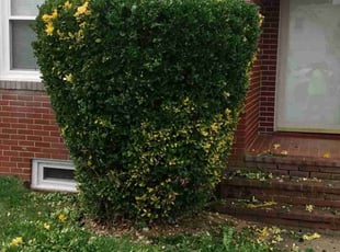Bush Trimming by Crystal Hathaway for Angela A. in Bel Air, MD