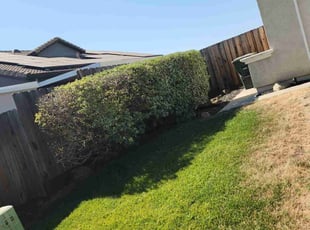 Bush Trimming by Juan Rodriguez for Norman M. in Rocklin, CA