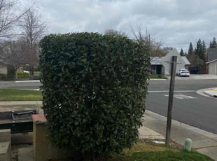 Bush Trimming by Uriel Aldrete for Ulla C. in Citrus Heights, CA