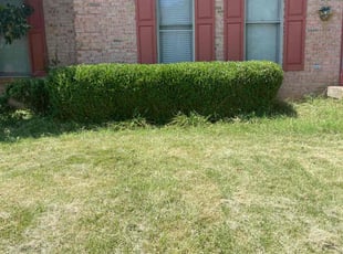 Bush Trimming by Joshua Willoughby for Brian K. in Louisville, KY