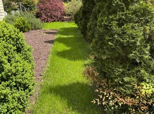 Bush Trimming by Shayron Jones for Craig M. in Suffolk, VA