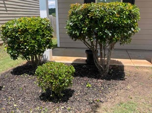 Bush Trimming by Marcelo Tellez for Annalies A. in Pendergrass, GA
