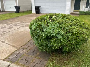 Bush Trimming by Kevrek Frierson for Brittany W. in Murfreesboro, TN