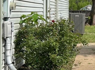 Bush Trimming by Misti Jefferies for Norma C. in Noble, OK