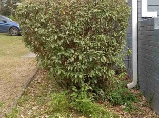 Bush Trimming by Darius Baugh for Brianna B. in Atlanta, GA