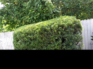 Bush Trimming by Willie Carmichael for Melanie R. in Orlando, FL