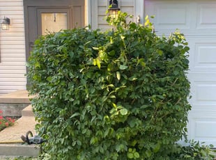 Bush Trimming by Steven Green for Alicia A. in Dayton, OH