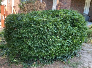 Bush Trimming by Joe Rulo for Marcus E. in St. Louis, MO