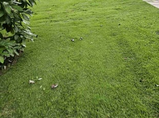 Shannon F.'s Lawn Mowing service result