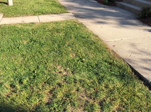 Leaf Removal by Domingo Cansino for Romke d. in Milwaukee, WI