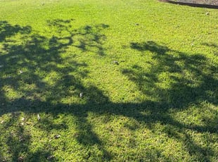 Noel F.'s Lawn Maintenance service result