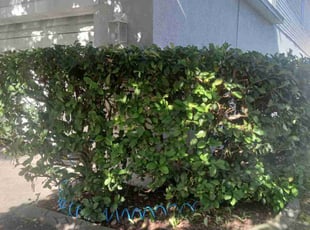 Philip M.'s Bush Trimming service result
