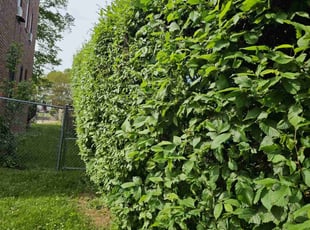 Bush Trimming by Artavius Clark for Dorothy S. in Washington, DC