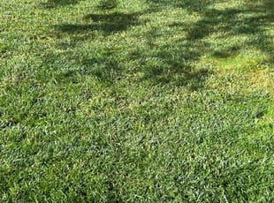 Tamara F.'s Lawn Care service result