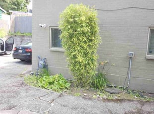 Bush Trimming by Conway Samuels for Keith S. in Seattle, WA