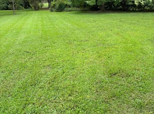 barbara g.'s Lawn Mowing Service service result