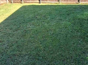 Shana G.'s Lawn Care service result