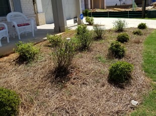 Bush Trimming by Jody Serecky for ANUSHA D. in Cumming, GA