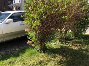 Bush Trimming by NaQwan Patterson for Genesis . in Pittston, PA