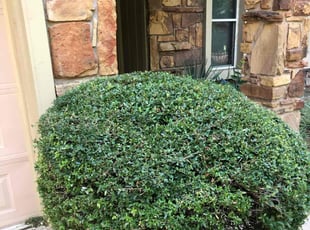 Bush Trimming by Paul Handley for Philip B. in Tulsa, OK