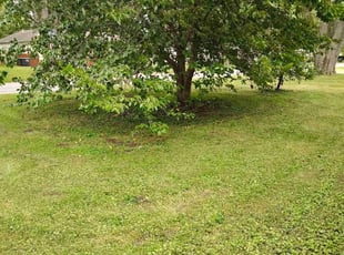 Cindy S.'s Lawn Mowing service result
