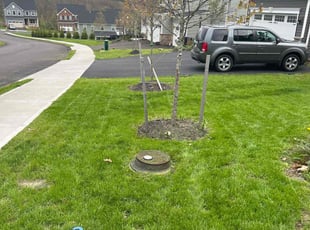 Neil B.'s Lawn Mowing service result