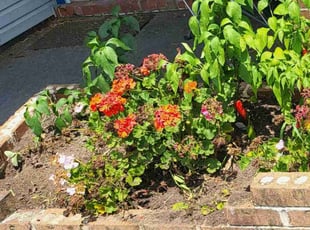 Weeding by Brandon Haney for Brent S. in Virginia Beach, VA