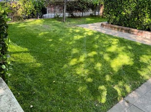 michelle t.'s Lawn Mowing service result