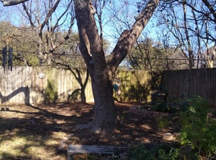 Leaf Removal by Jason Salazar for Michael B. in San Antonio, TX