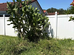 Bush Trimming by Luis Longa for Kevin B. in Orlando, FL