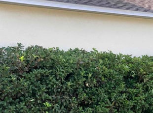Bush Trimming by Rico Sims for Timothy W. in Riverview, FL
