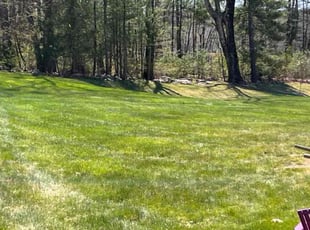 Vanessa W.'s Yard Cutting service result