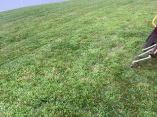 Andre C.'s Grass Cutting service result