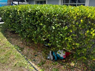 Sally P.'s Bush Trimming service result